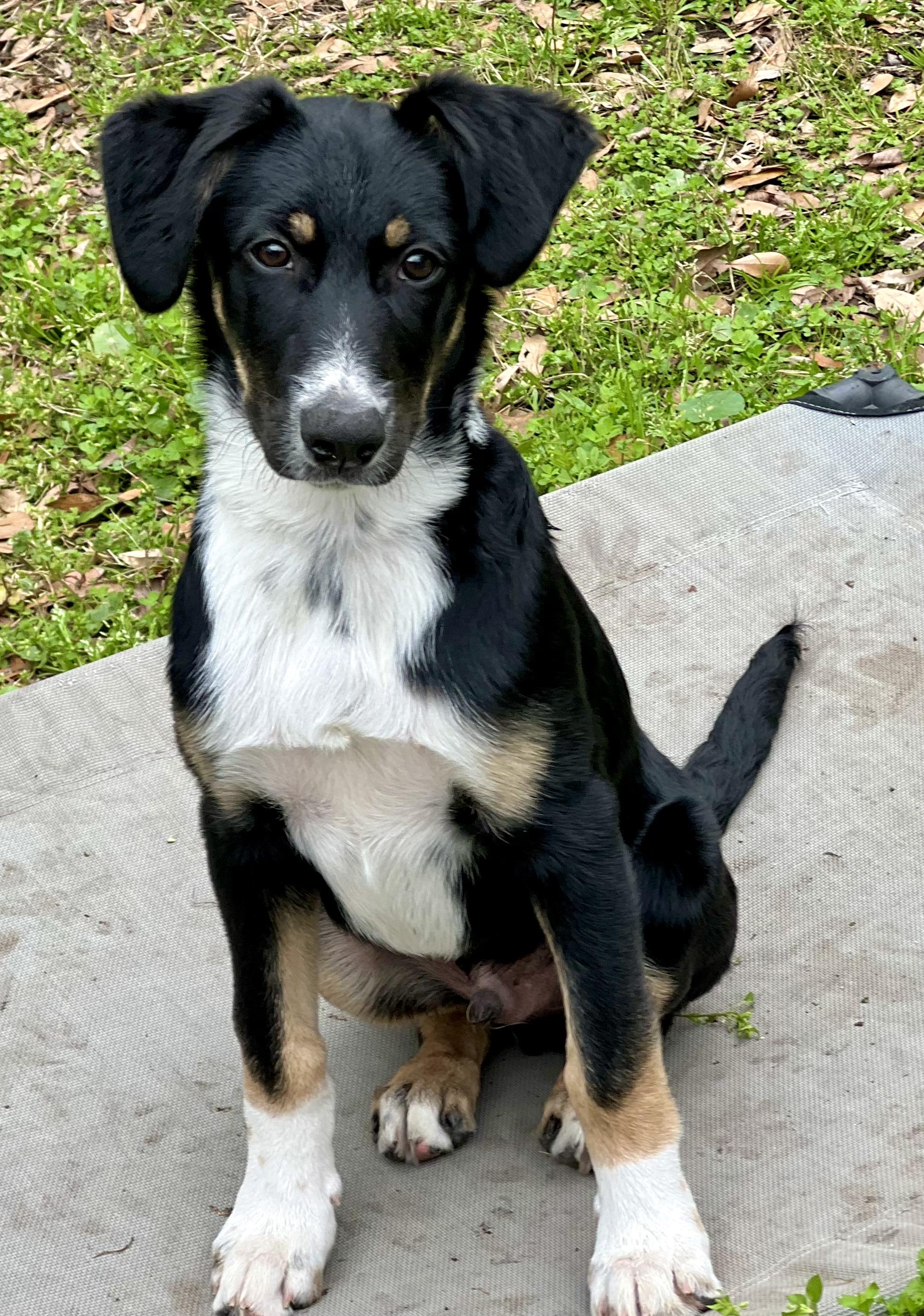 Patches, ADOPTABLE, Young Male Aussiedoodle.