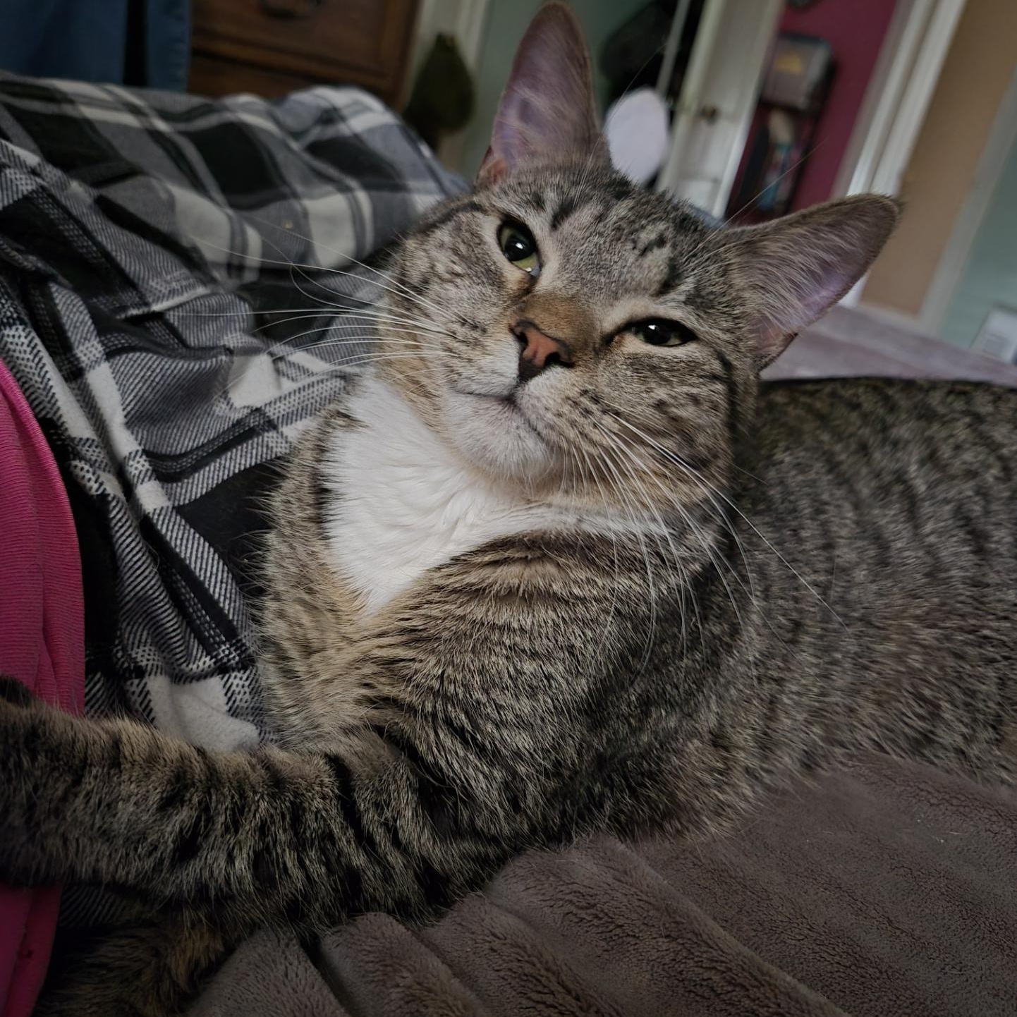 Thumbelina, ADOPTABLE, Adult Female Domestic Short Hair.