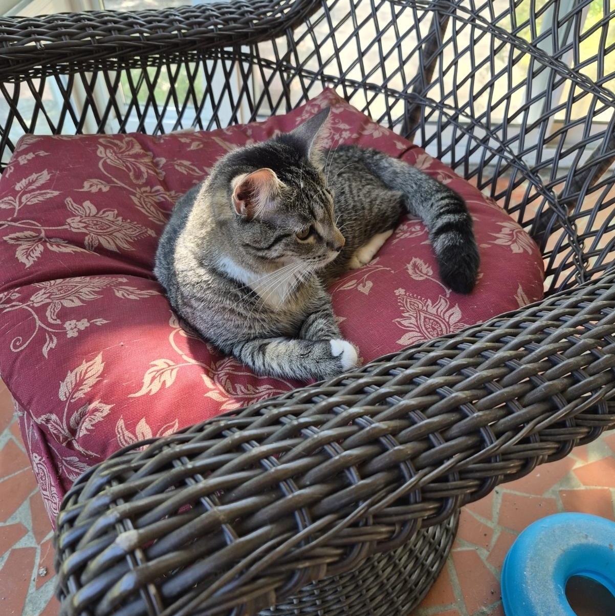 Thumbelina, a ADOPTABLE Domestic Short Hair in Malden, MA image 3/5
