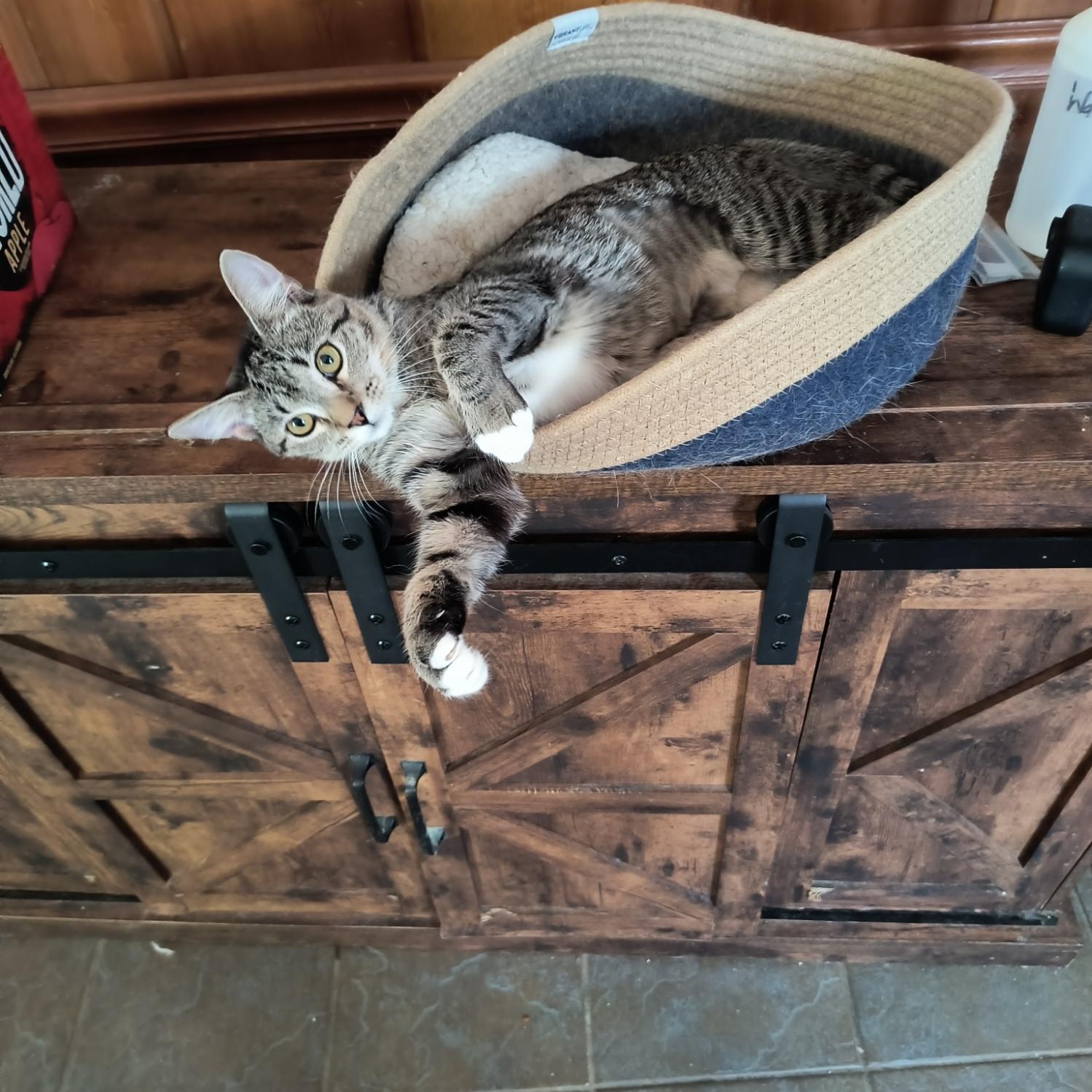 Thumbelina, a ADOPTABLE Domestic Short Hair in Malden, MA image 2/5