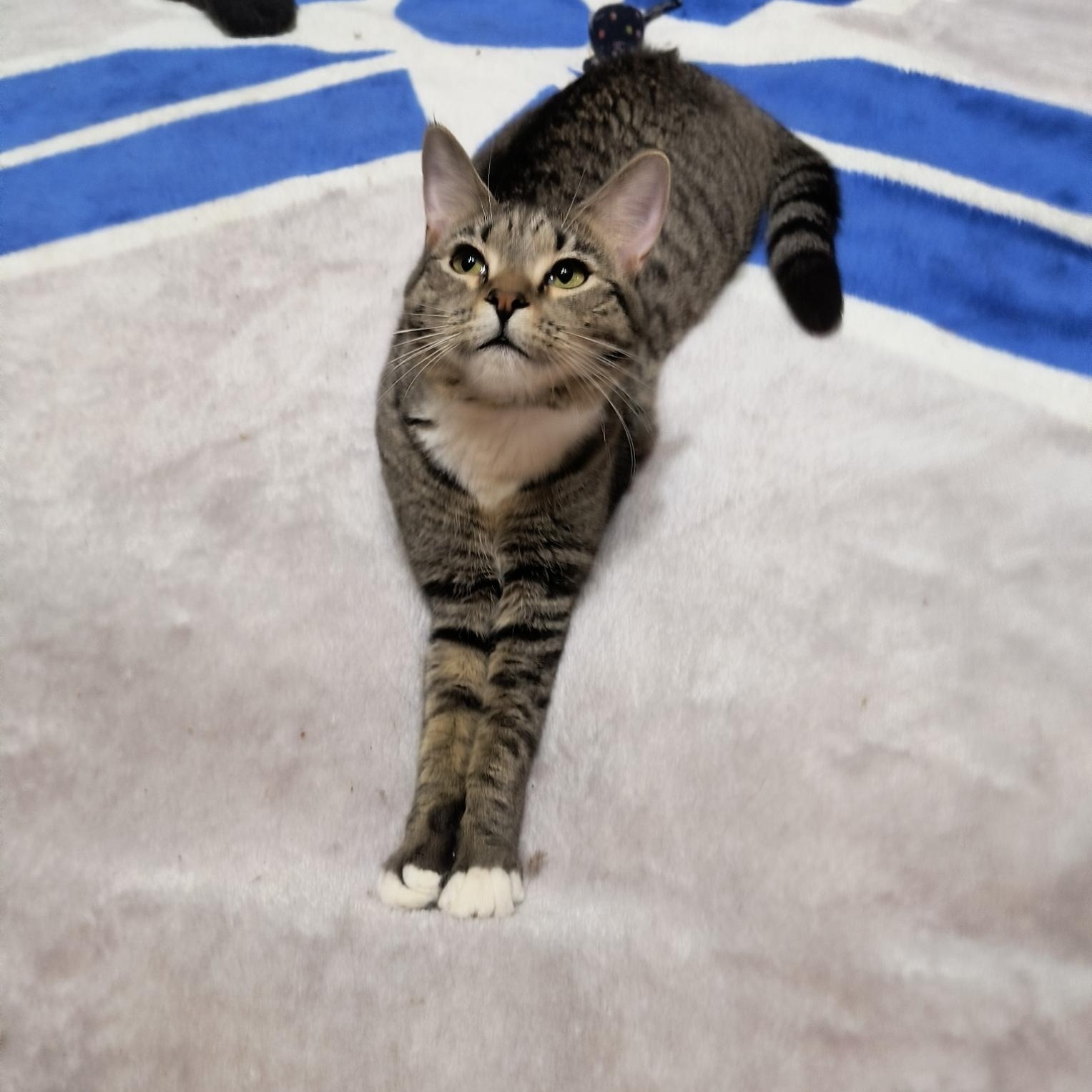 Thumbelina, a ADOPTABLE Domestic Short Hair in Malden, MA image 4/5