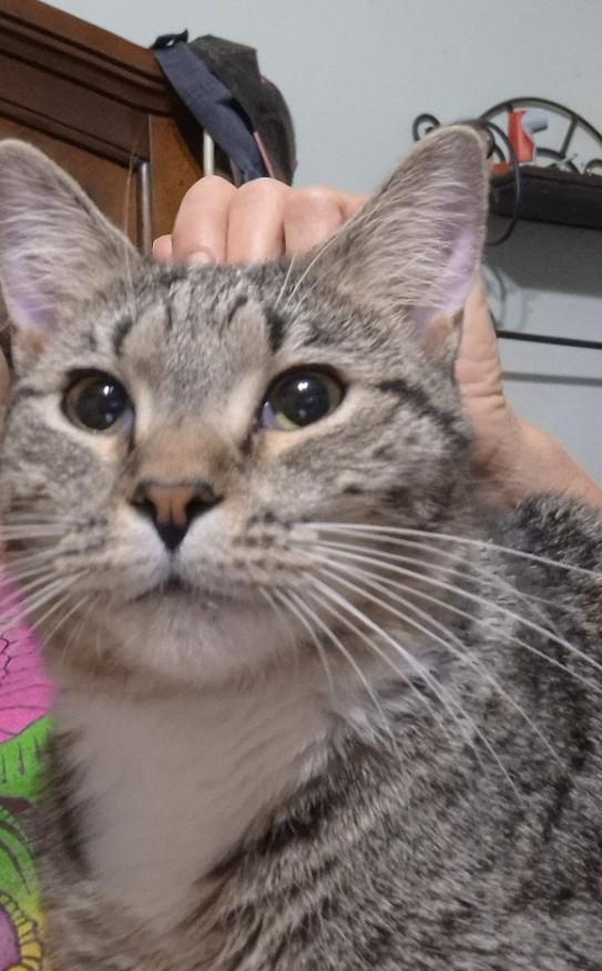 Thumbelina, a ADOPTABLE Domestic Short Hair in Malden, MA image 5/5