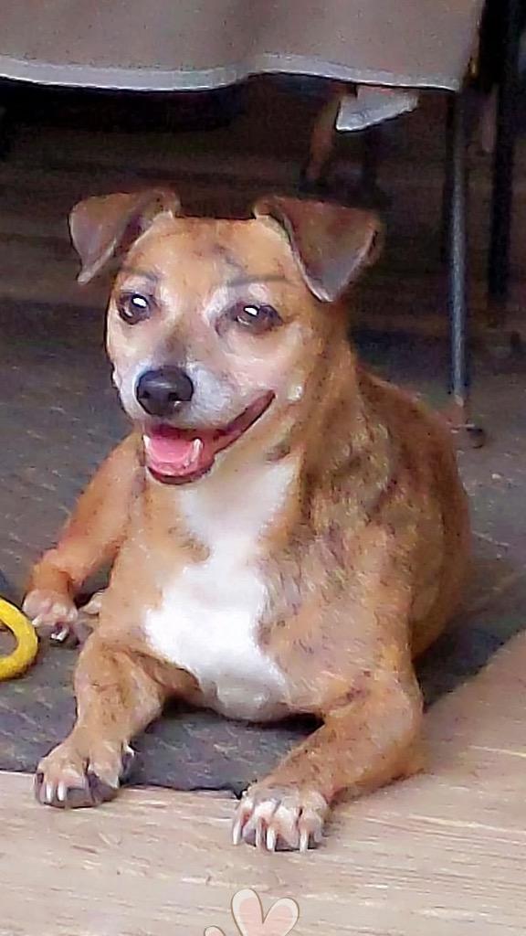 Enlarge Brindle 26, a Adoptable mixed breed in Brookhaven, MS image 1/1