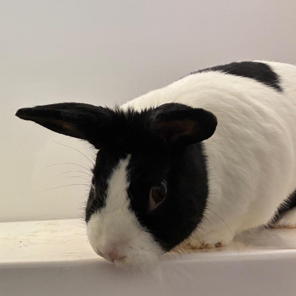 Cocoa, a Adoptable Dutch in Dayton, OH image 3/6