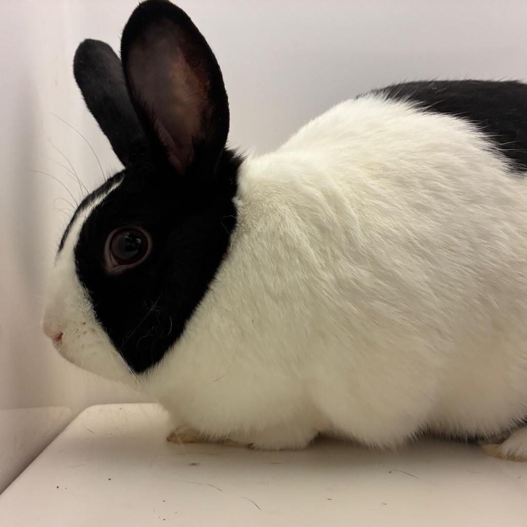 Cocoa, a Adoptable Dutch in Dayton, OH image 4/6