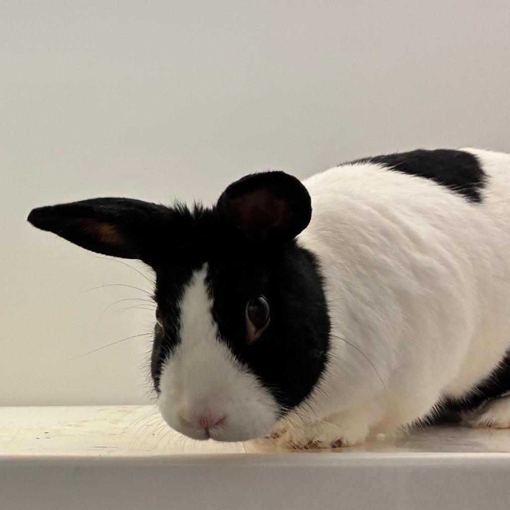 Cocoa, a Adoptable Dutch in Dayton, OH image 6/6