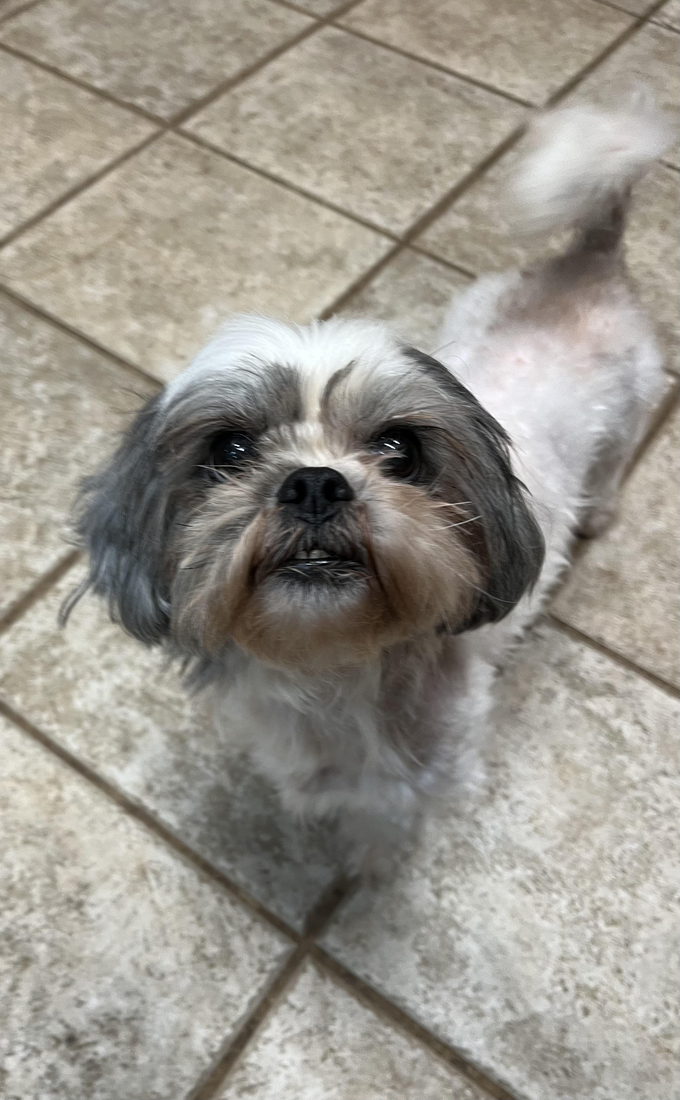 Enlarge Star, an adopted Shih Tzu in Greensboro, GA image 1/2