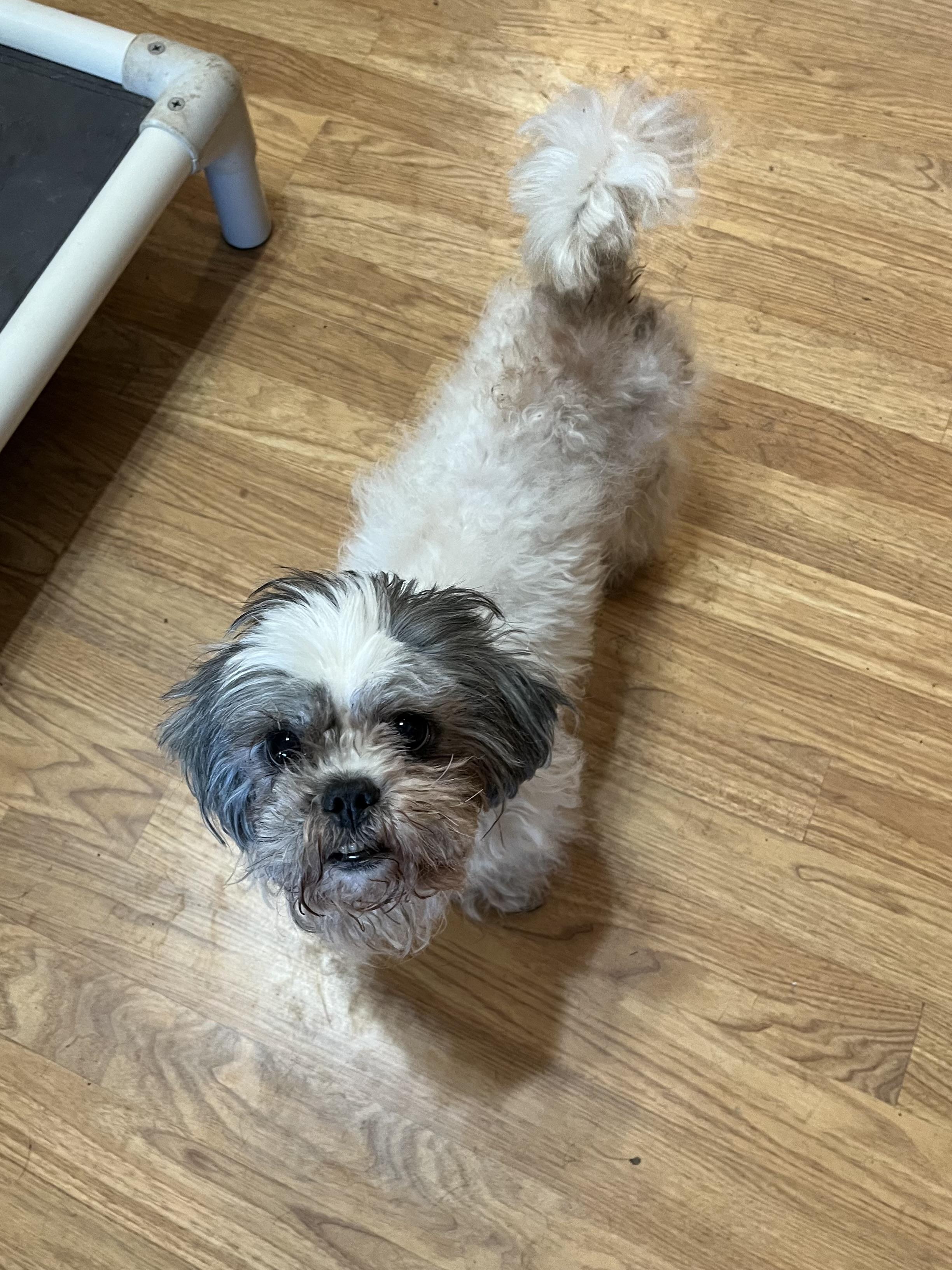 Enlarge Star, an adopted Shih Tzu in Greensboro, GA image 2/2