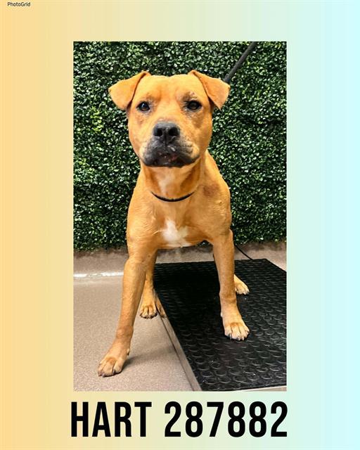 Enlarge HART, a Adoptable Mixed Breed in Macon, GA image 1/2