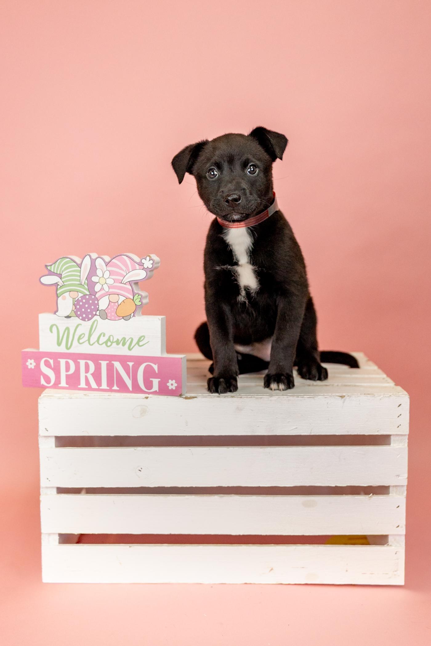 262-26, ADOPTABLE, Puppy Female Pit Bull Terrier.