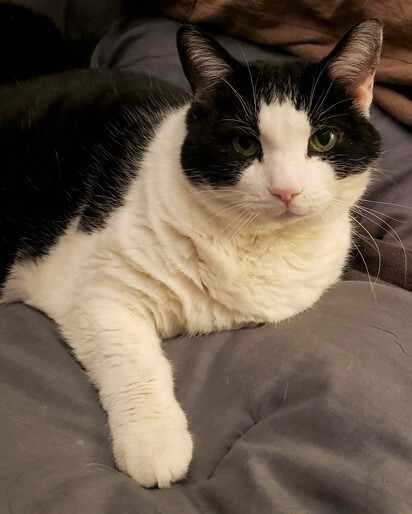 Enlarge Violet, a Adoptable Domestic Short Hair in Boiling Springs, PA image 1/2