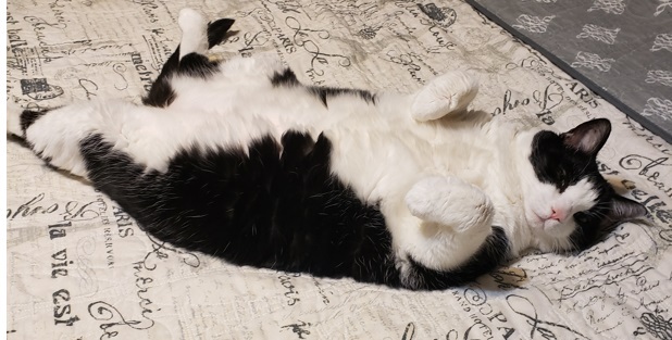 Enlarge Violet, a Adoptable Domestic Short Hair in Boiling Springs, PA image 2/2