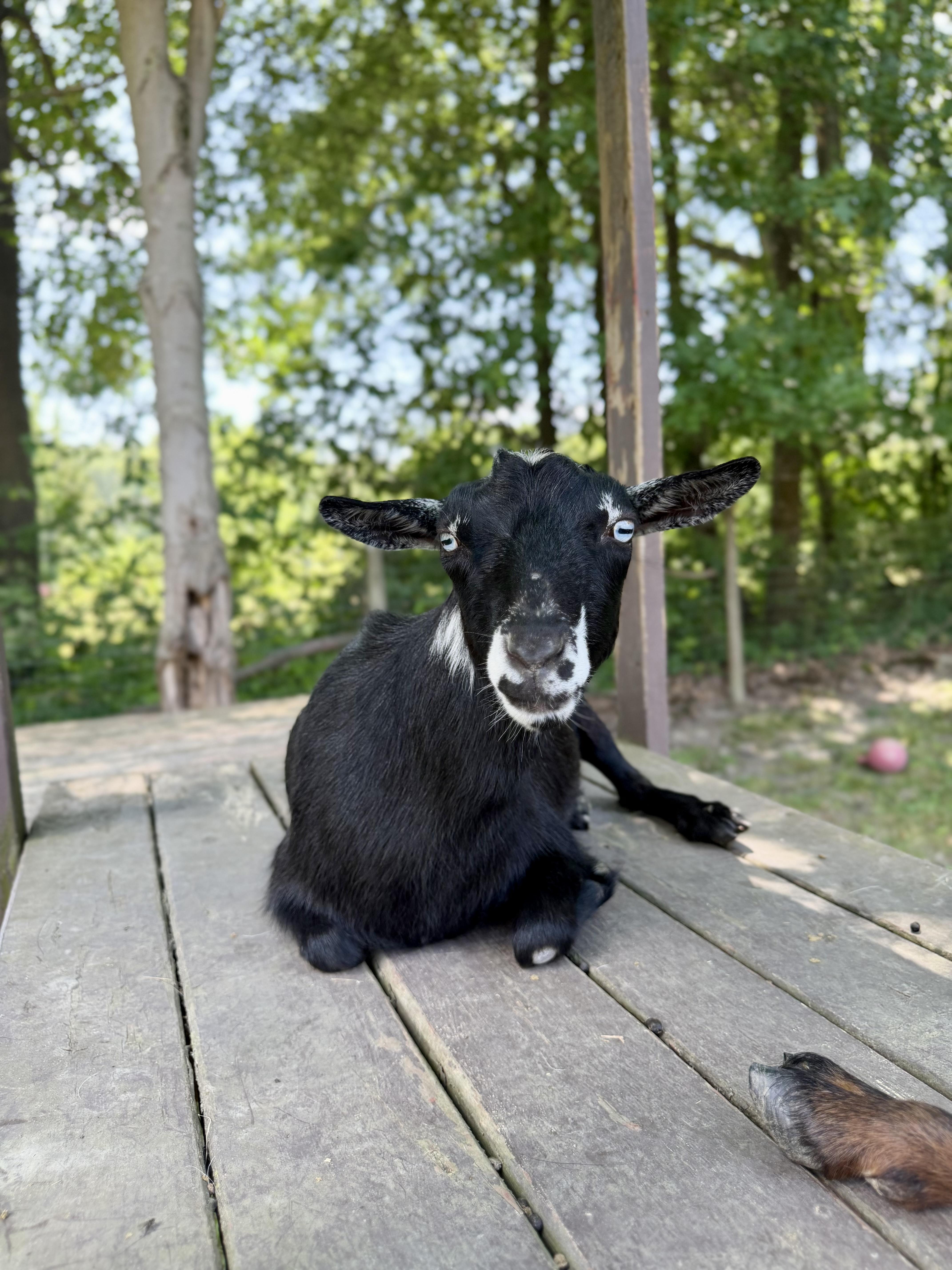 Regina, adopted, Adult Female Pygmy.