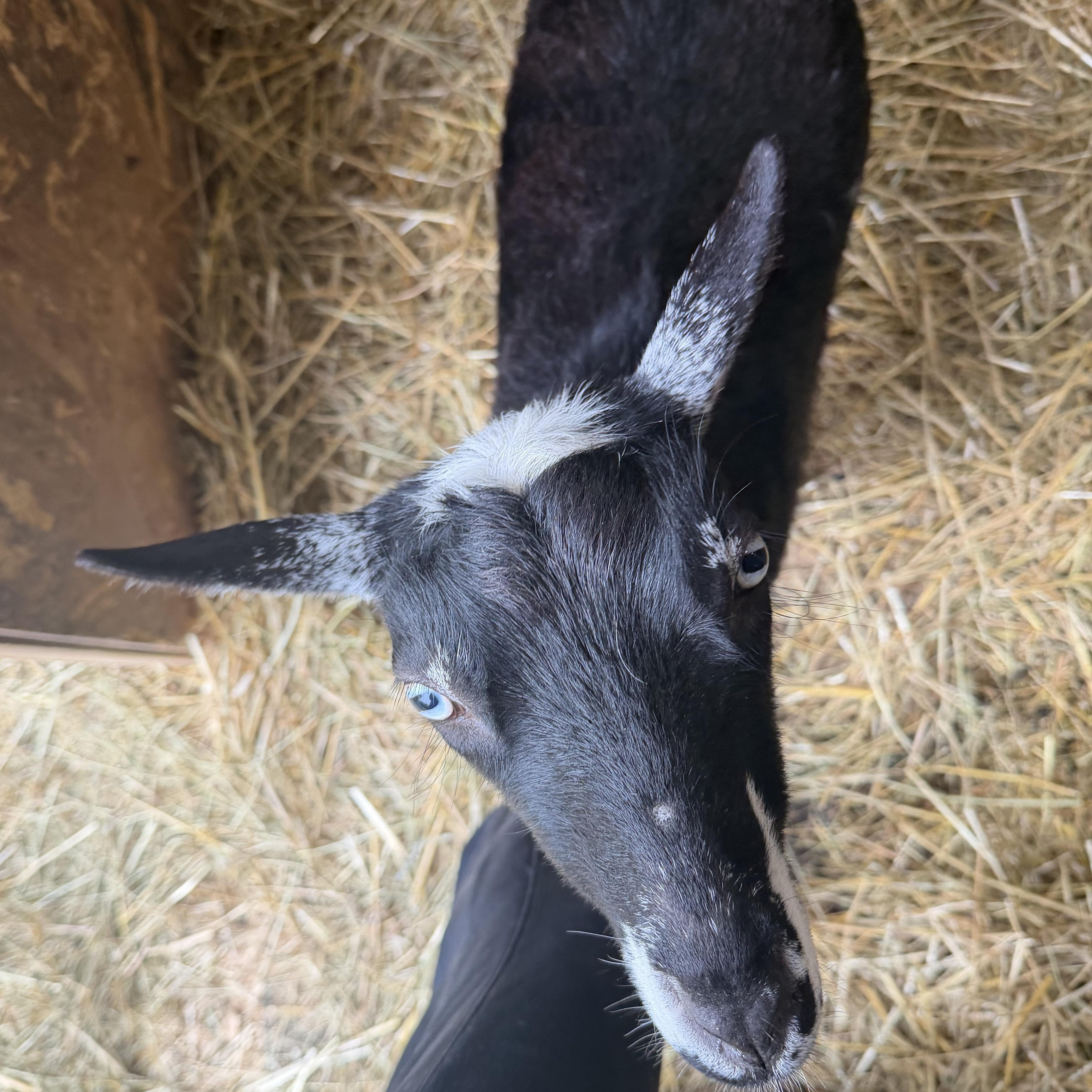 Regina, an adopted mixed breed in Ravenna, OH image 3/3