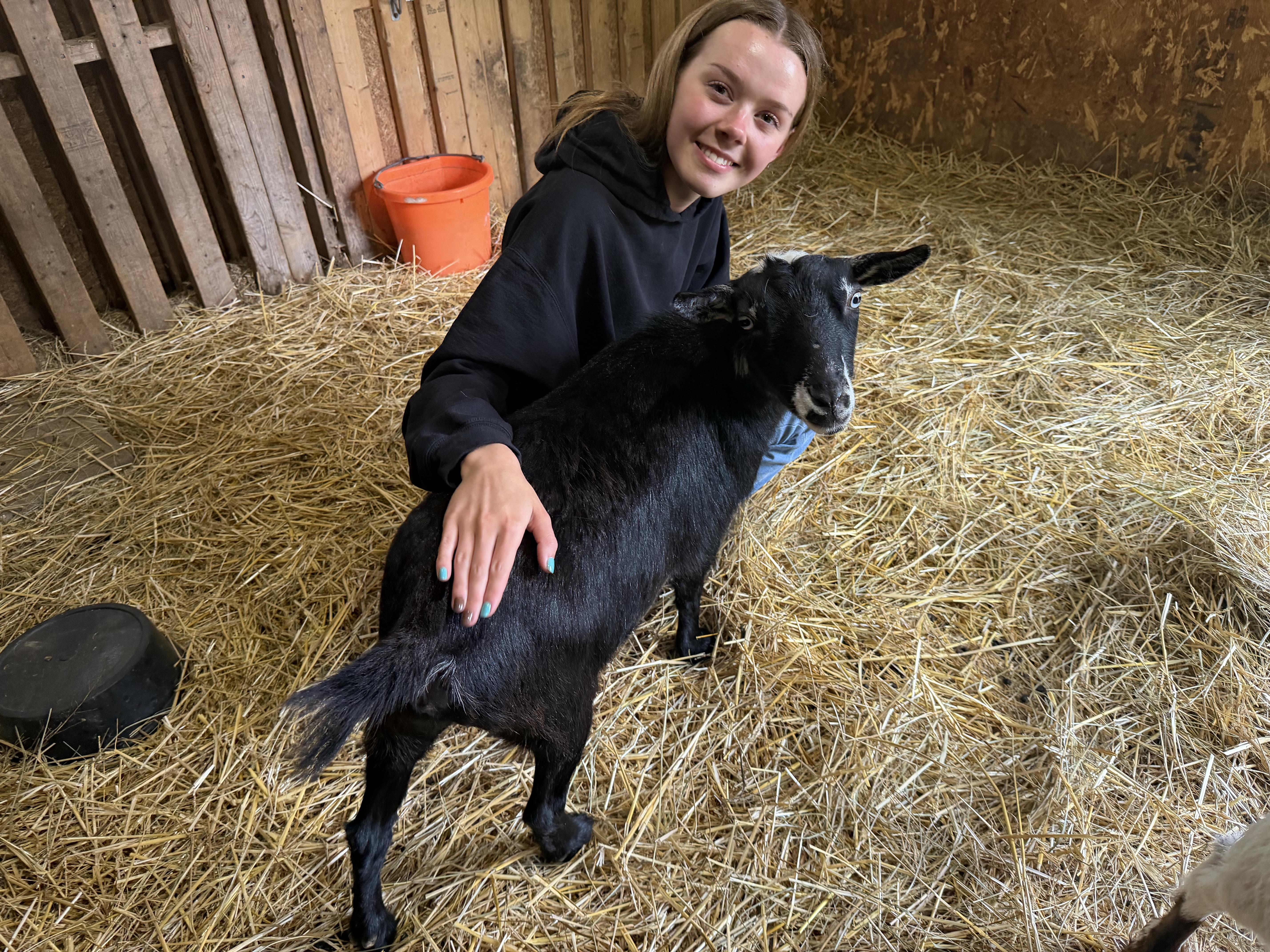 Regina, an adopted mixed breed in Ravenna, OH image 2/3