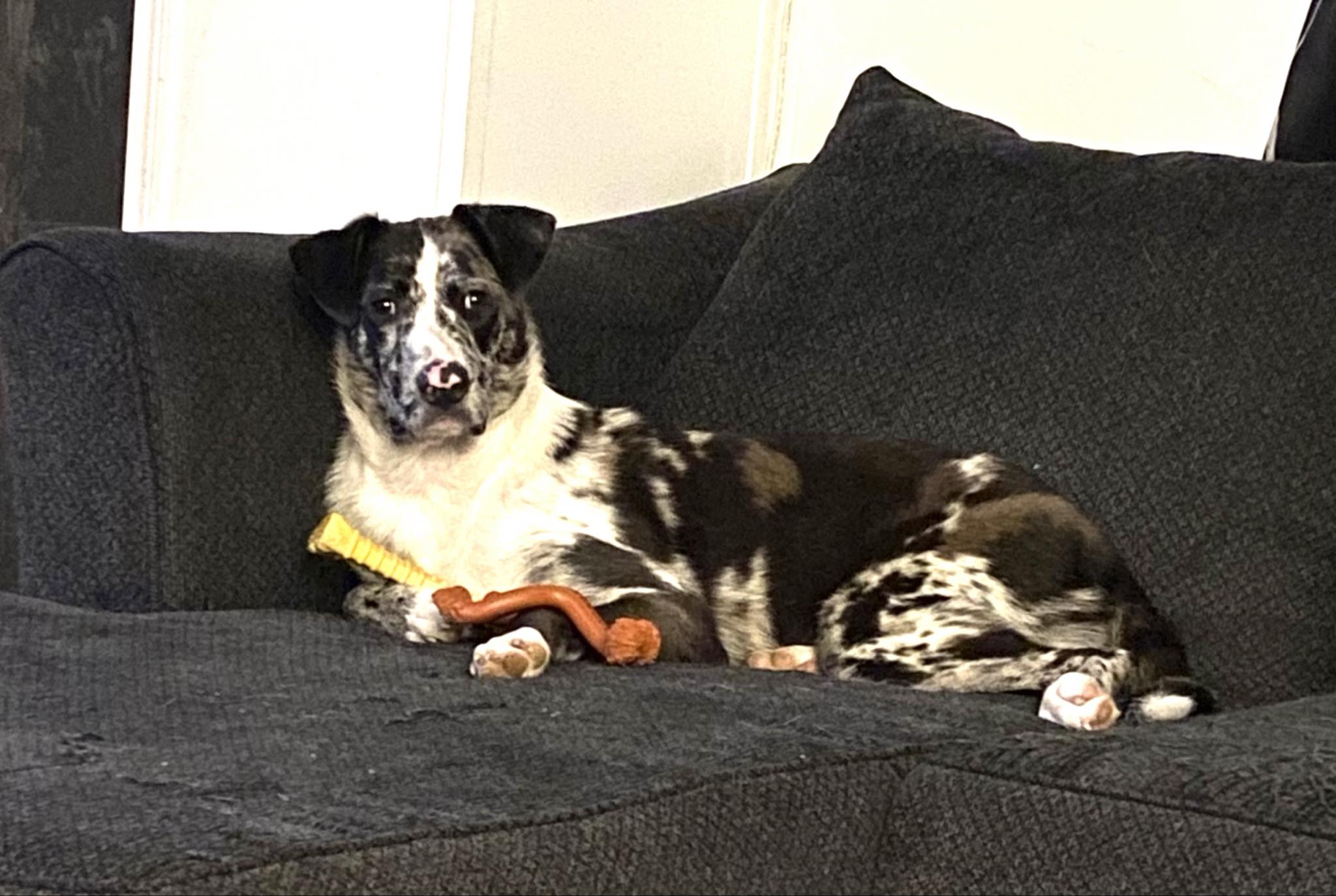 Dog for adoption Huey, an Australian Shepherd in Greeneville, TN