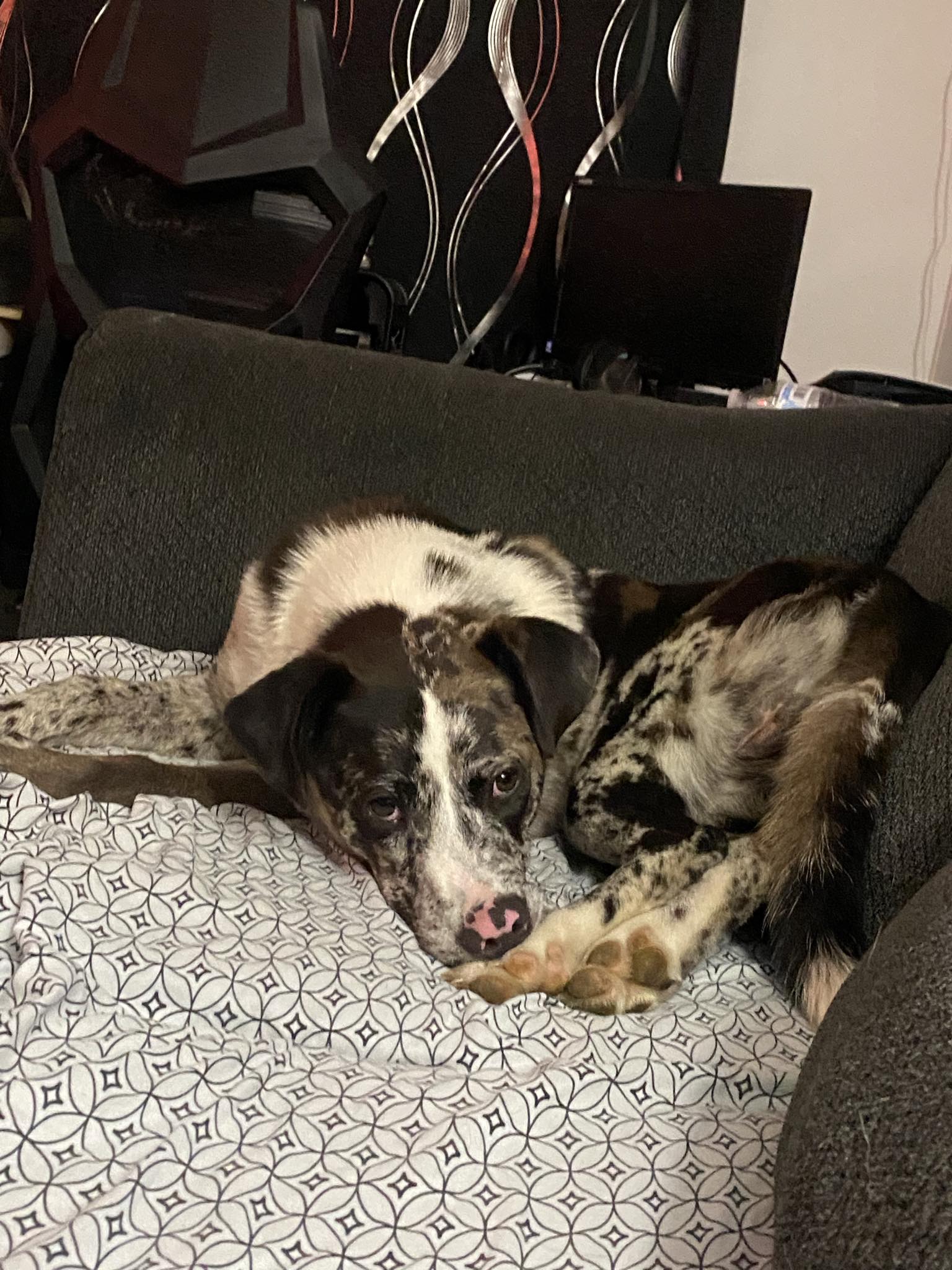 Dog for adoption Huey, an Australian Shepherd in Greeneville, TN