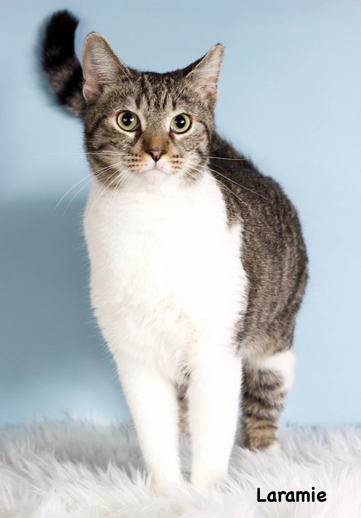 Enlarge Laramie, a Adoptable mixed breed in Gilbert, AZ image 1/1