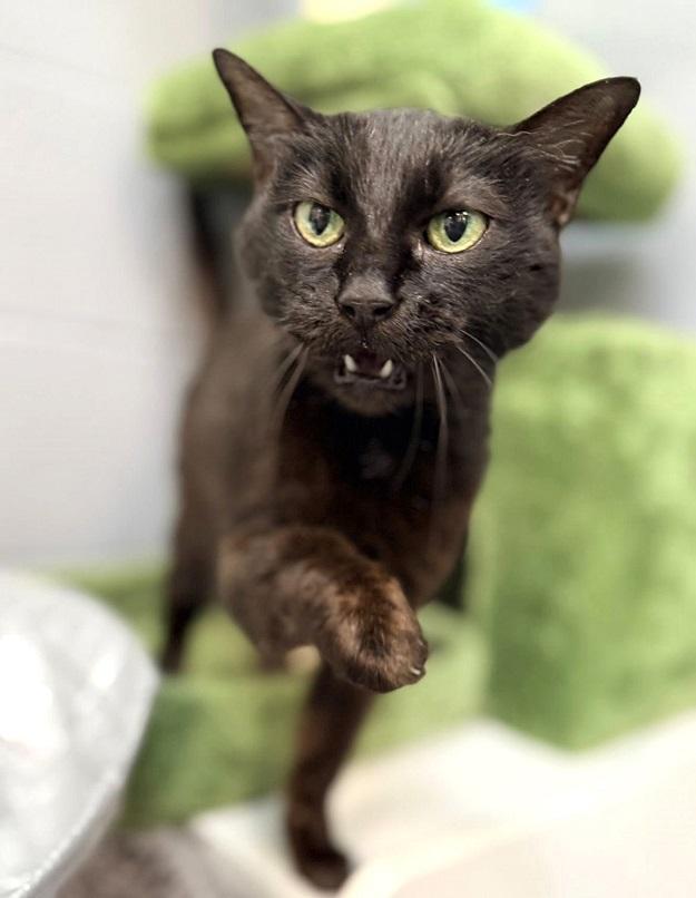 VELVET, an adopted Domestic Short Hair in Pegram, TN image 2/2