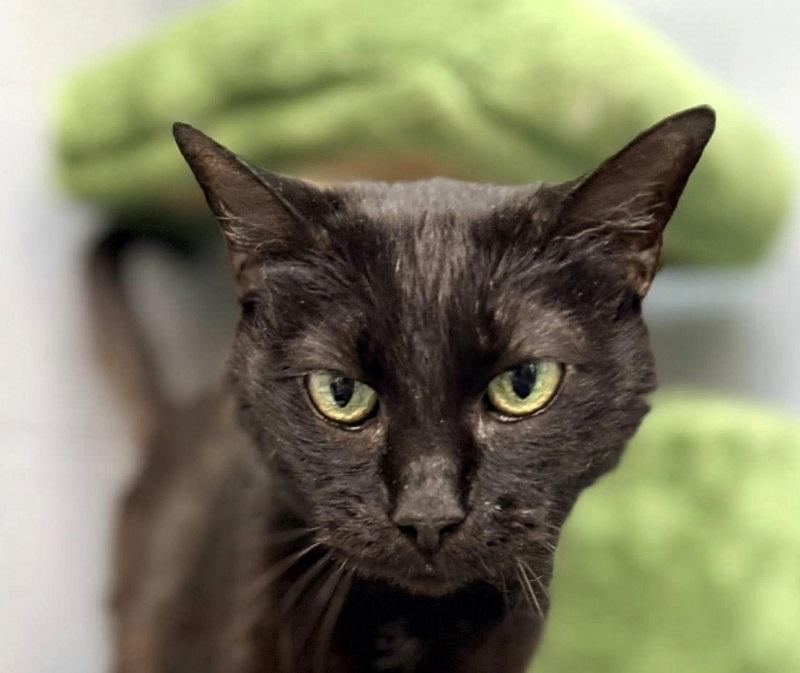 VELVET, an adopted Domestic Short Hair in Pegram, TN image 1/2