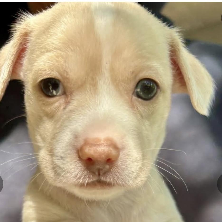 Ava, Adoptable, Puppy Female Terrier.