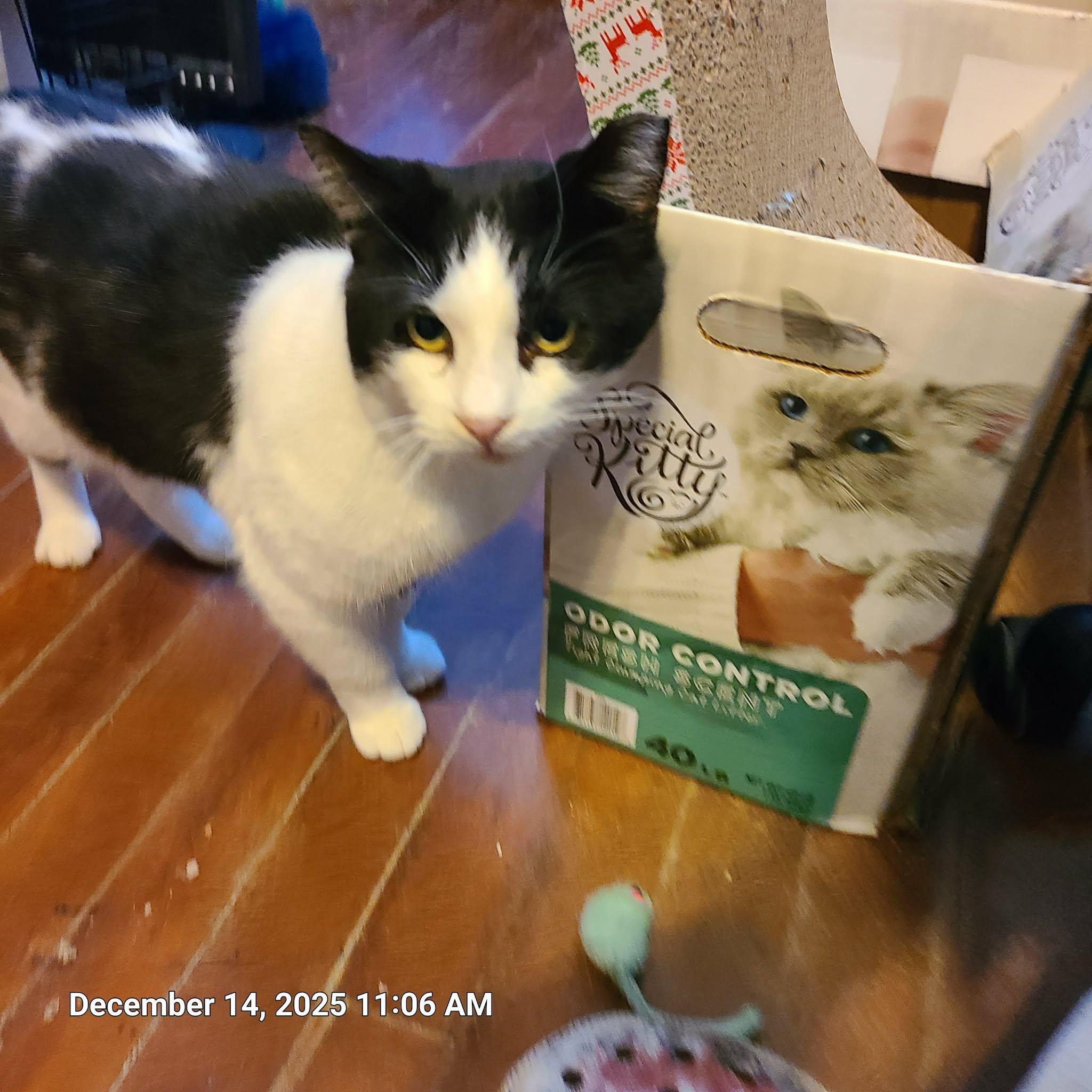 Mikey, ADOPTABLE, Adult Male Domestic Short Hair.