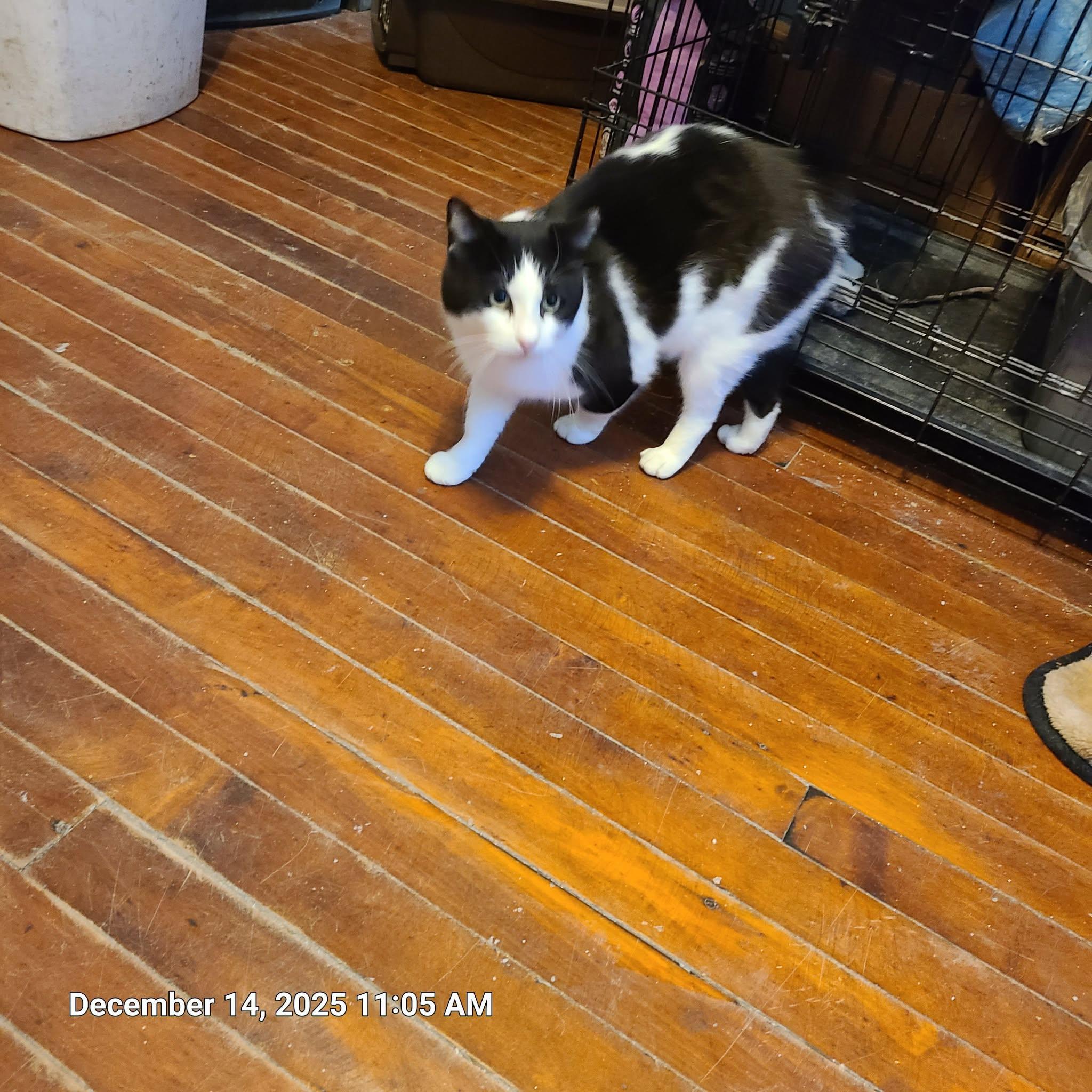 Mikey, a ADOPTABLE Domestic Short Hair in Waynetown, IN image 2/3