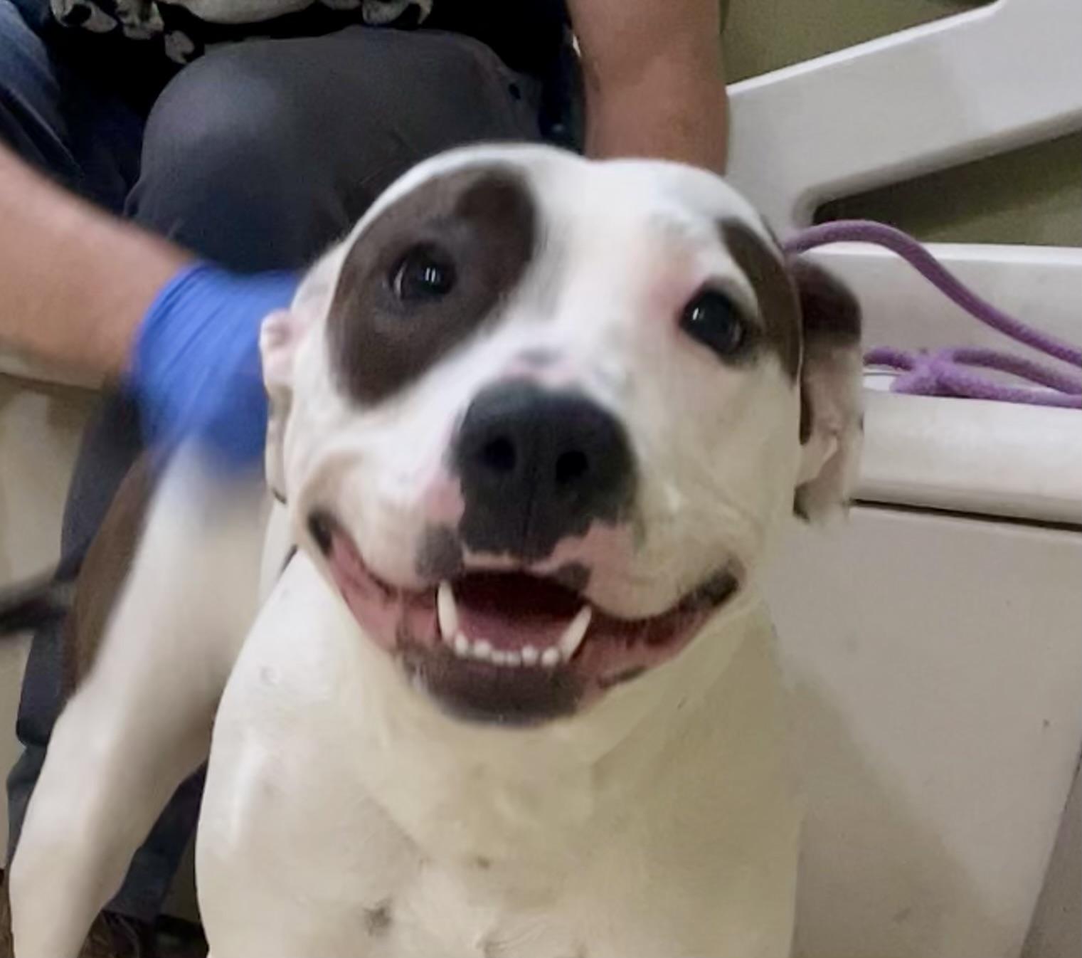 Bloom, Young Female Terrier