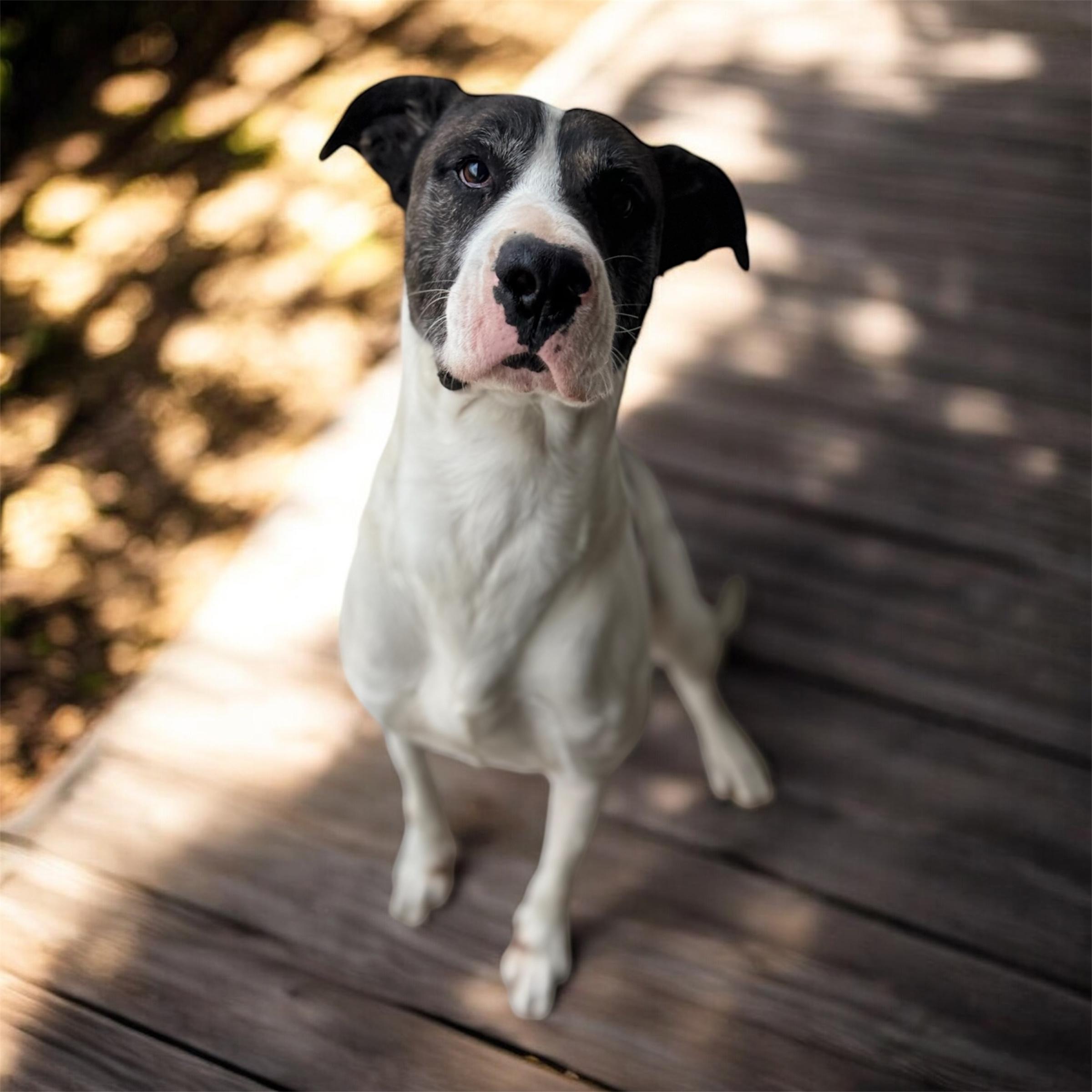 Enlarge Buck, a ADOPTABLE mixed breed in Williston, VT image 6/6