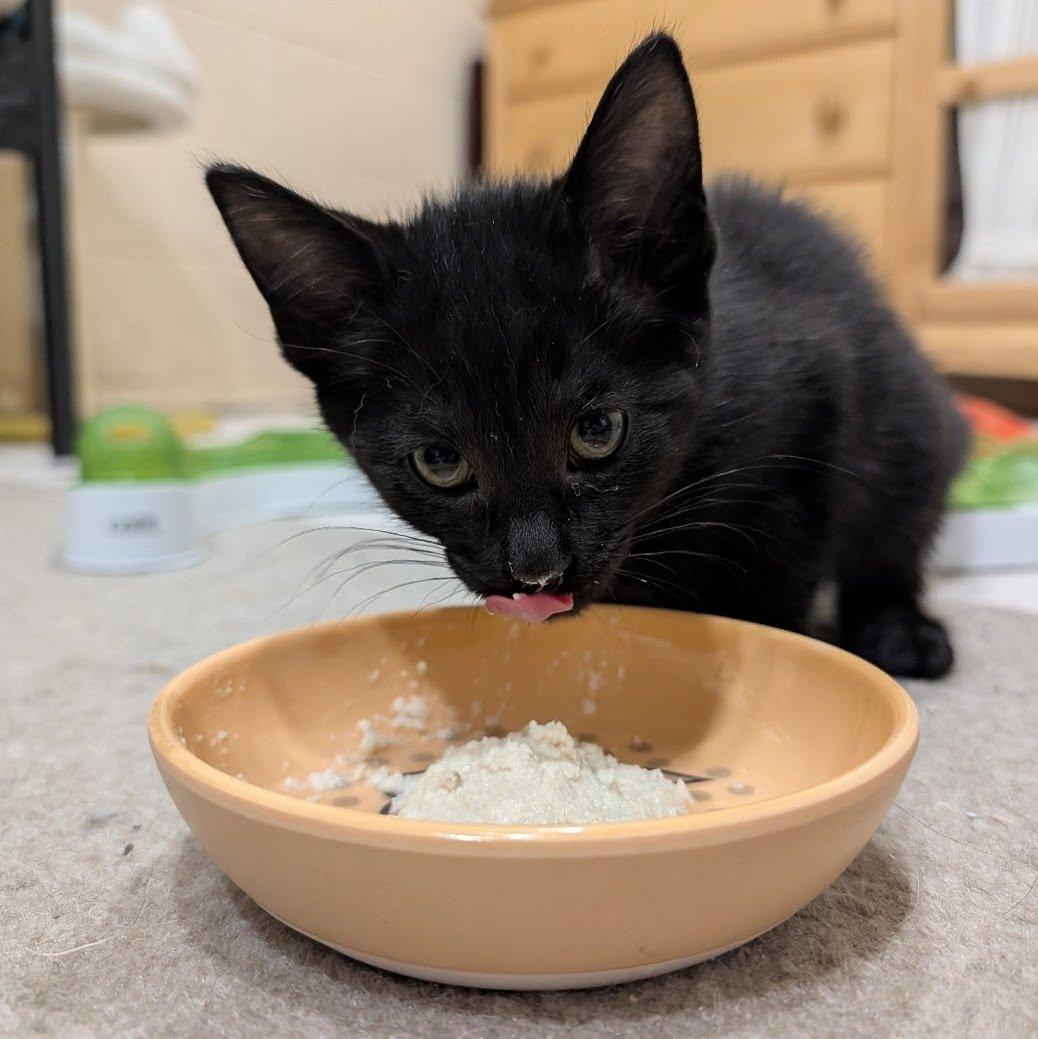 Enlarge Mei, an adopted Domestic Short Hair in Davison, MI image 2/2