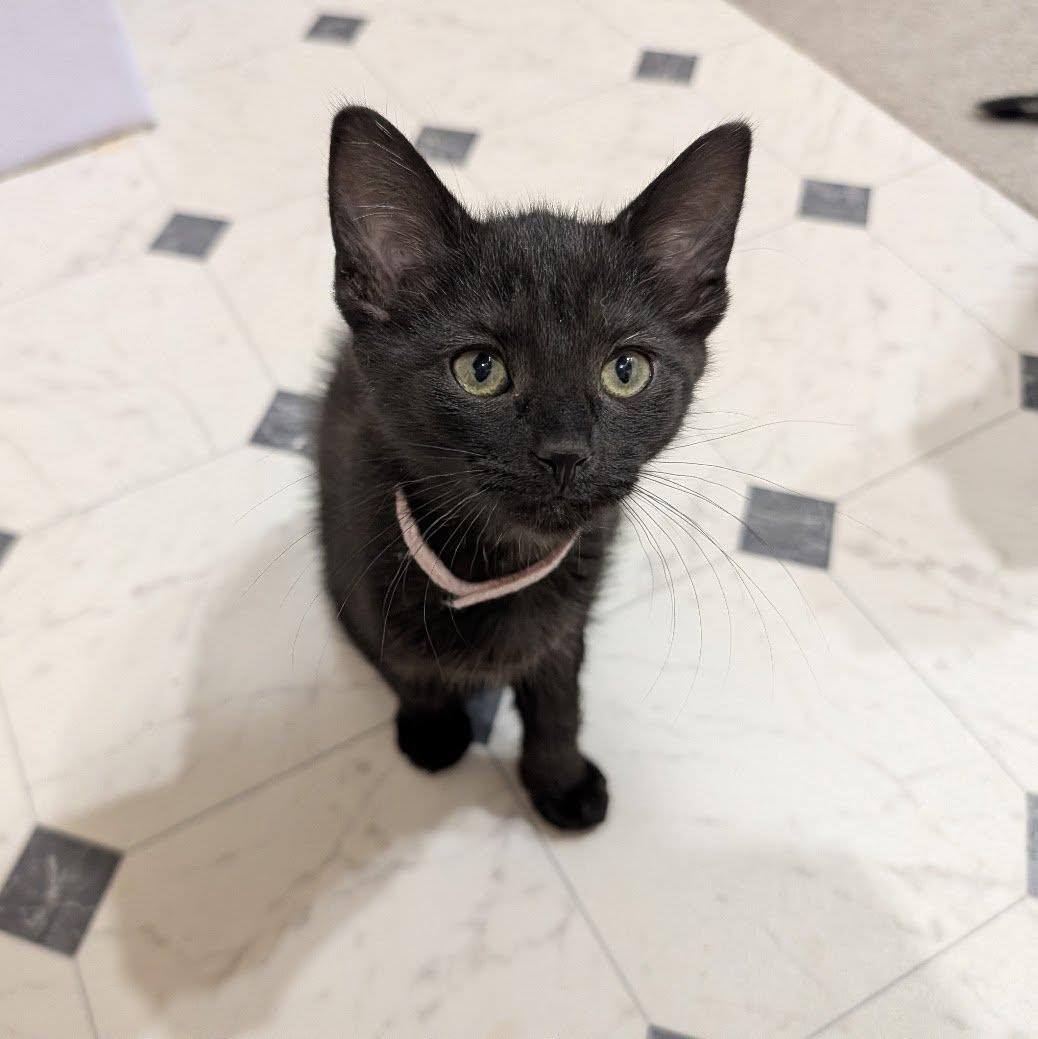 Mei, adopted, Kitten Female Domestic Short Hair.
