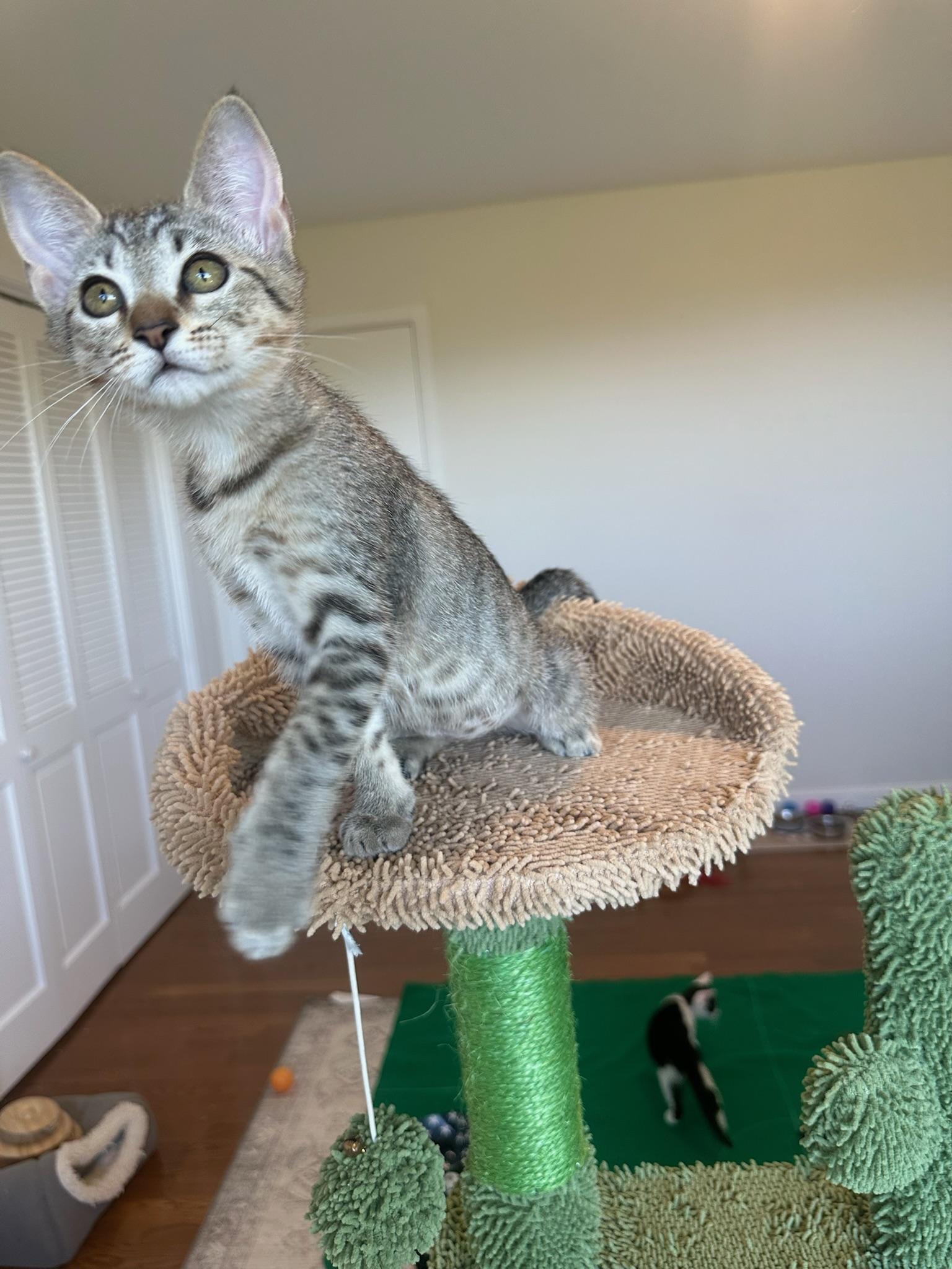 Enlarge Bianca—female teen, a Adoptable Domestic Short Hair in San Francisco, CA image 2/2