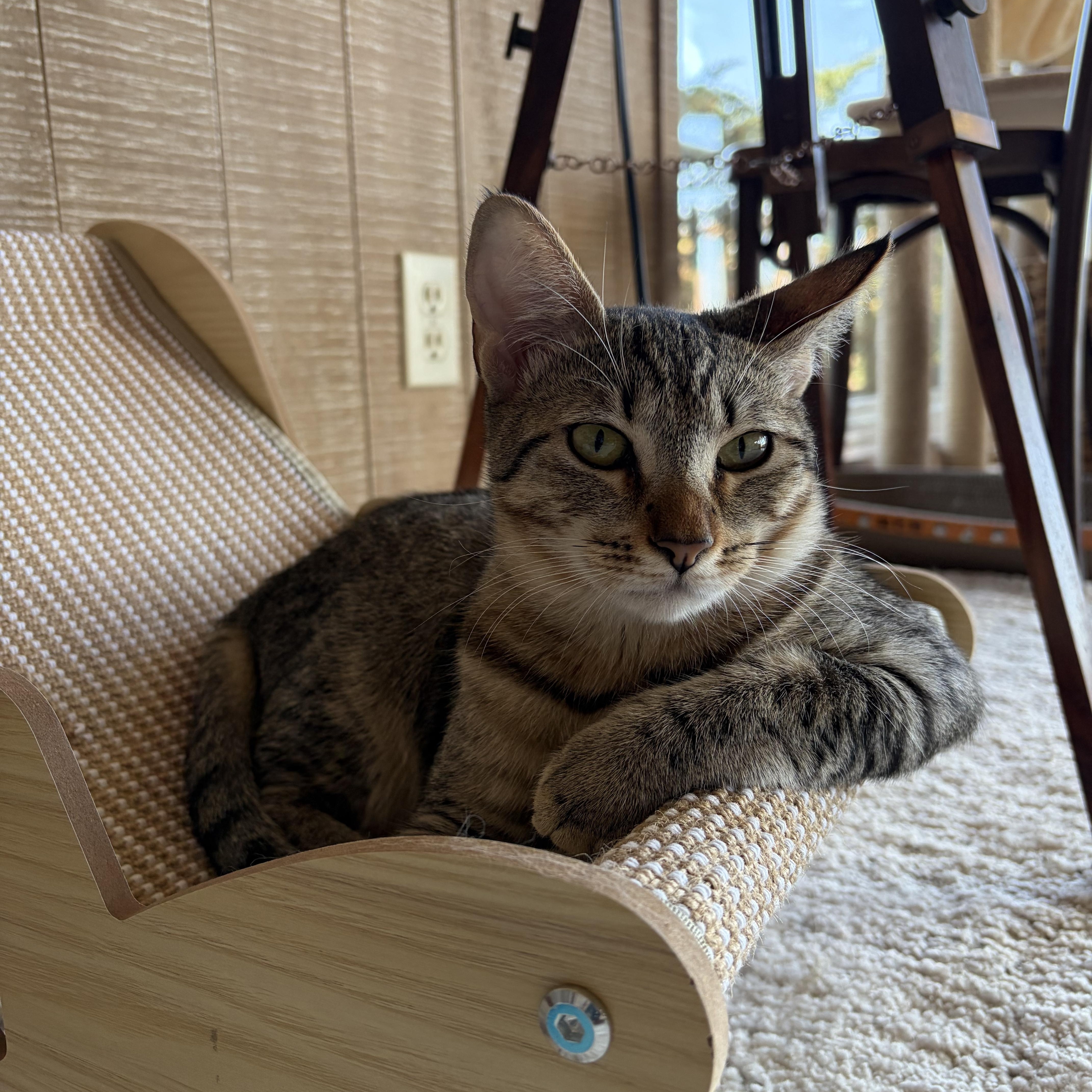 Enlarge Bianca—female teen, a Adoptable Domestic Short Hair in San Francisco, CA image 1/2