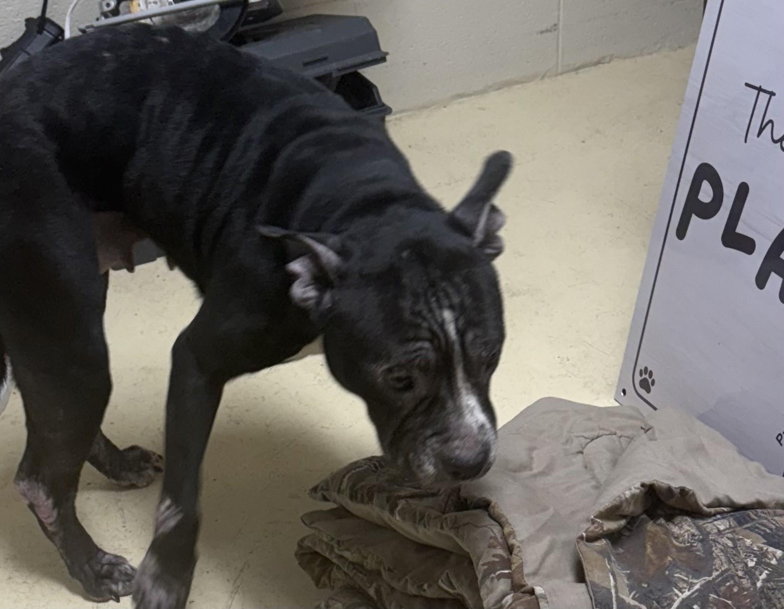 CASSIE, ADOPTABLE, Adult Female Pit Bull Terrier.