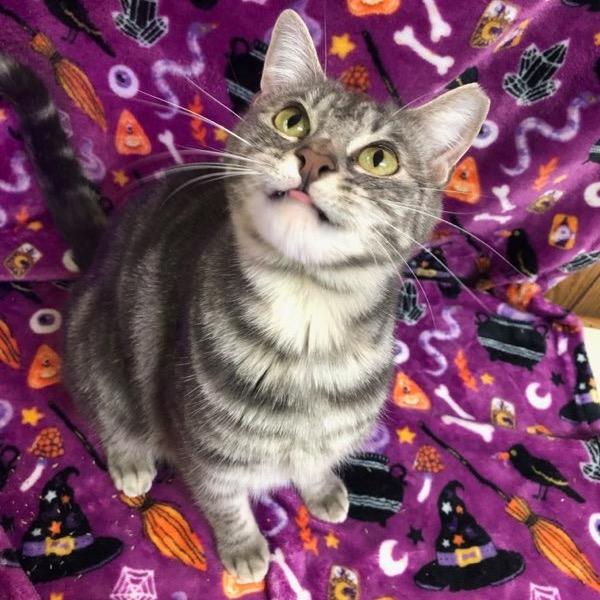 SIlver, Adoptable, Young Female Domestic Medium Hair.