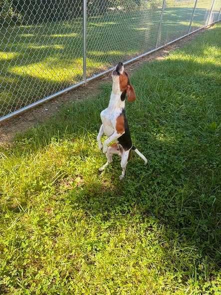 Gus, Adoptable, Young Male Beagle & Mixed Breed.