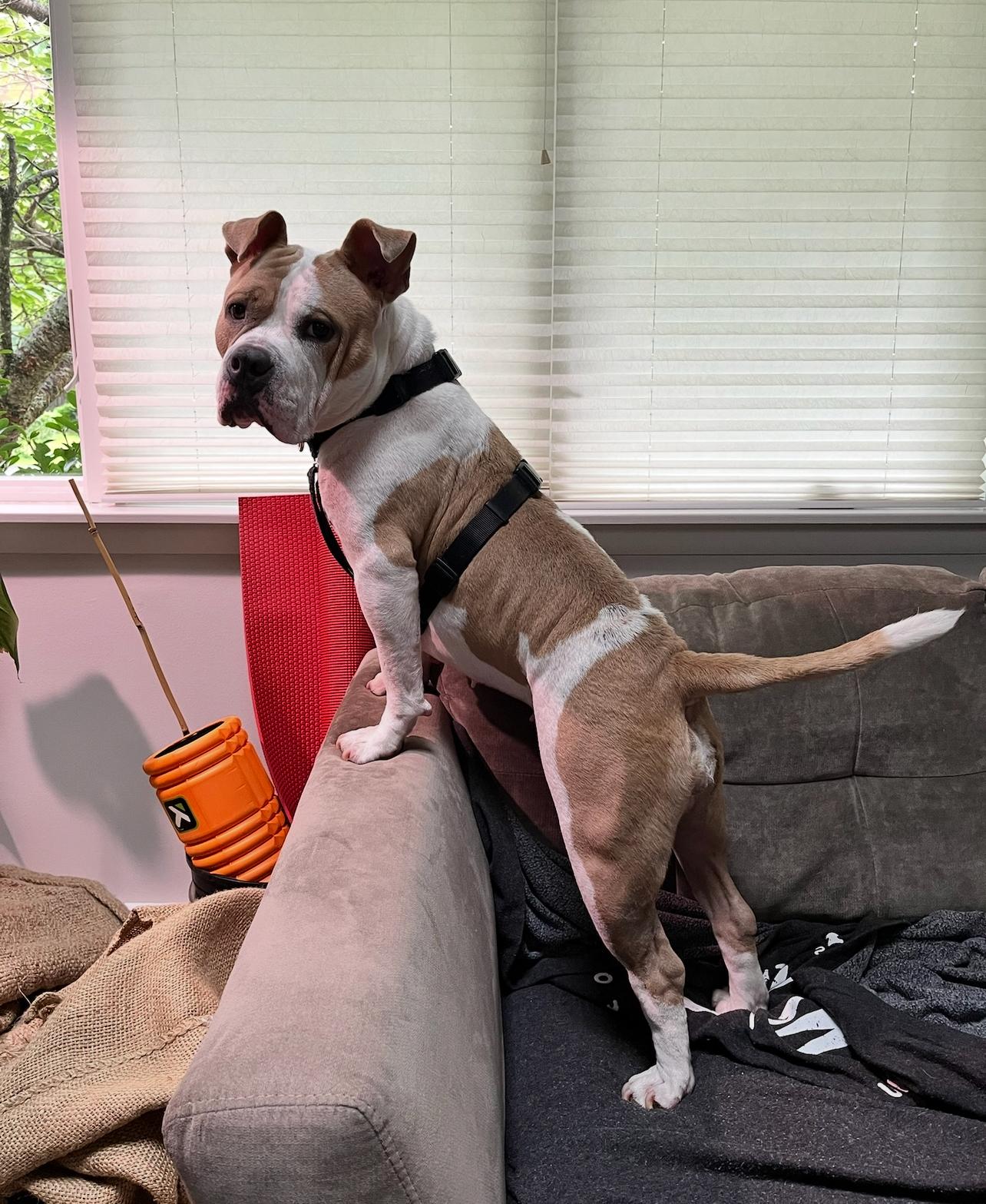 Remy, a Adoptable mixed breed in West Islip, NY image 1/6