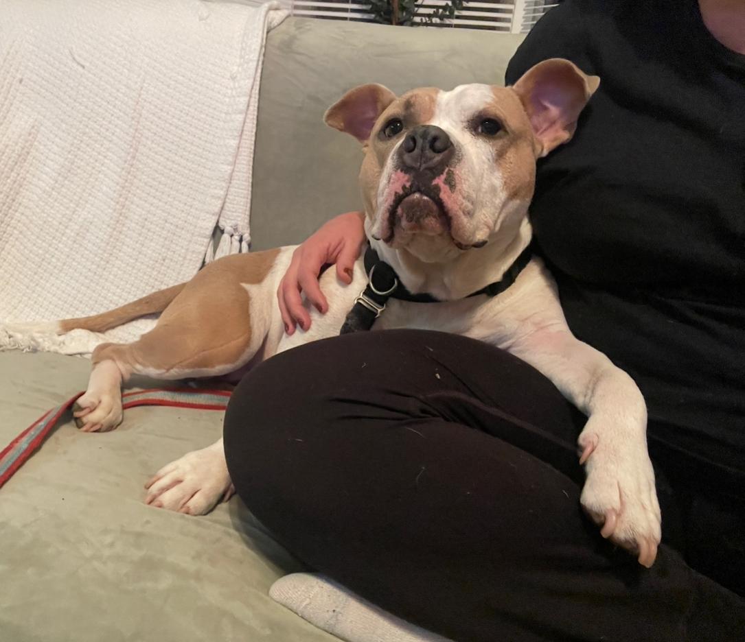 Remy, a Adoptable mixed breed in West Islip, NY image 2/6