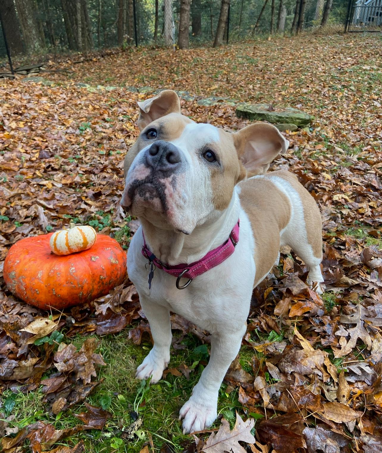 Remy, a Adoptable mixed breed in West Islip, NY image 3/6