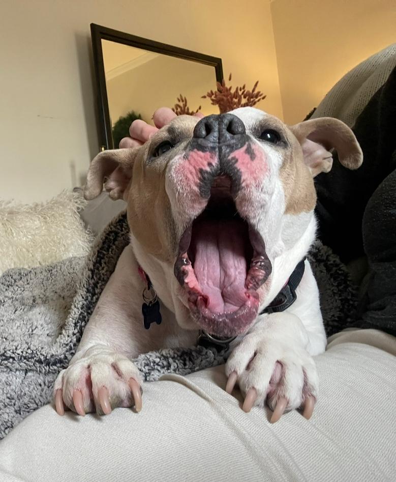 Remy, a Adoptable mixed breed in West Islip, NY image 4/6