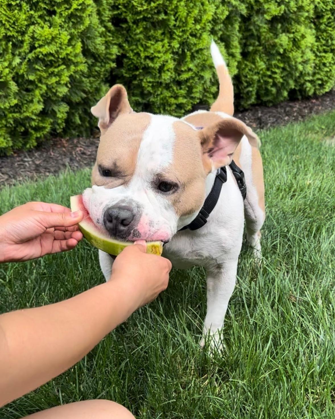 Remy, a Adoptable mixed breed in West Islip, NY image 5/6