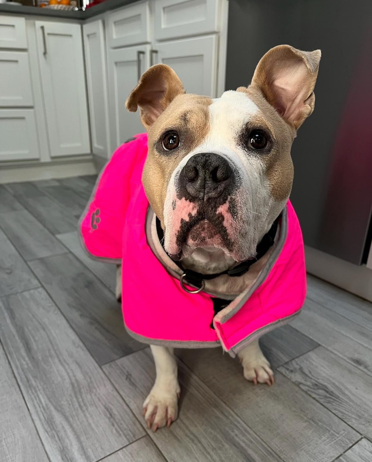 Remy, a Adoptable mixed breed in West Islip, NY image 6/6