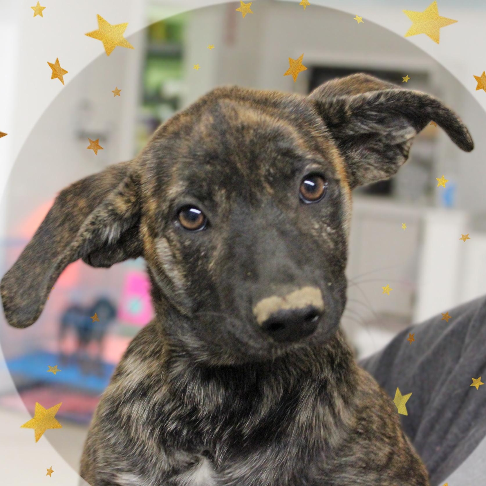 Cora, a ADOPTABLE Mixed Breed in Amelia, OH image 3/3