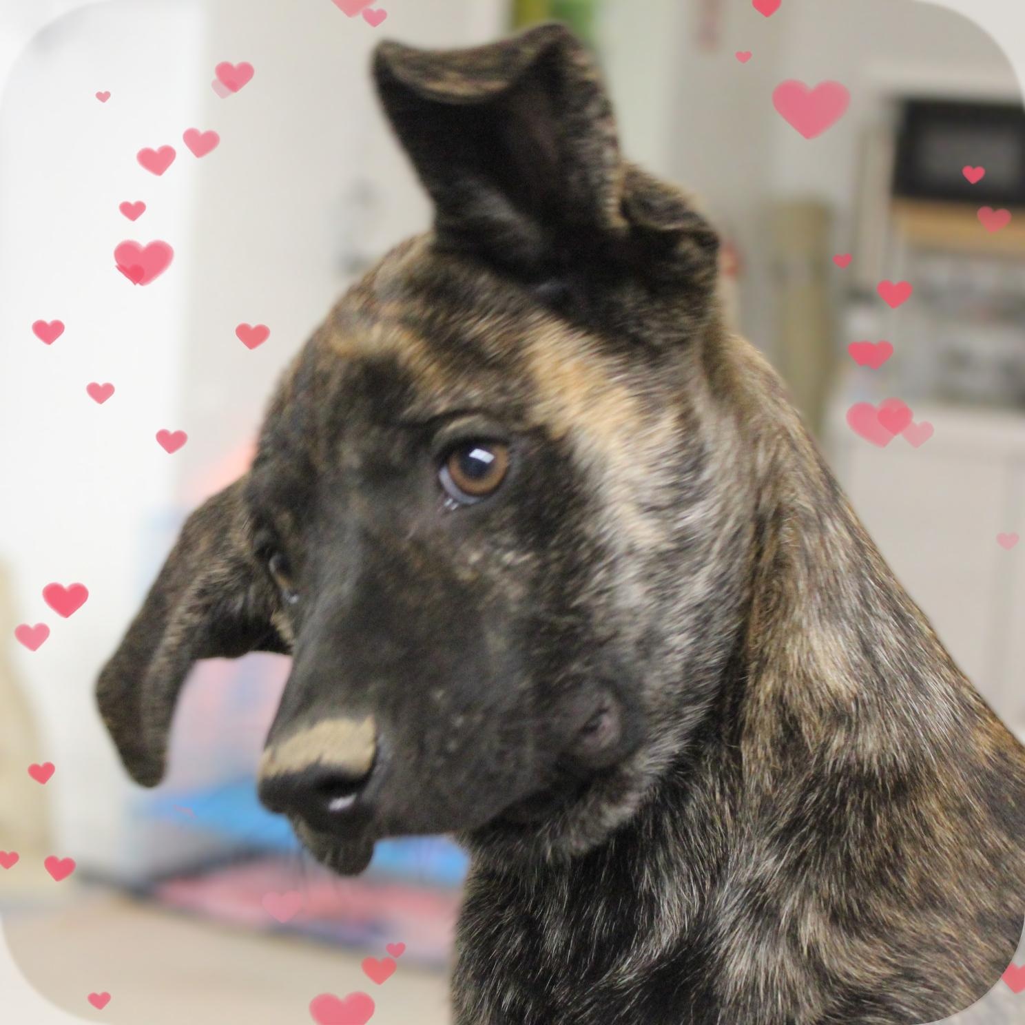 Cora, a ADOPTABLE Mixed Breed in Amelia, OH image 2/3