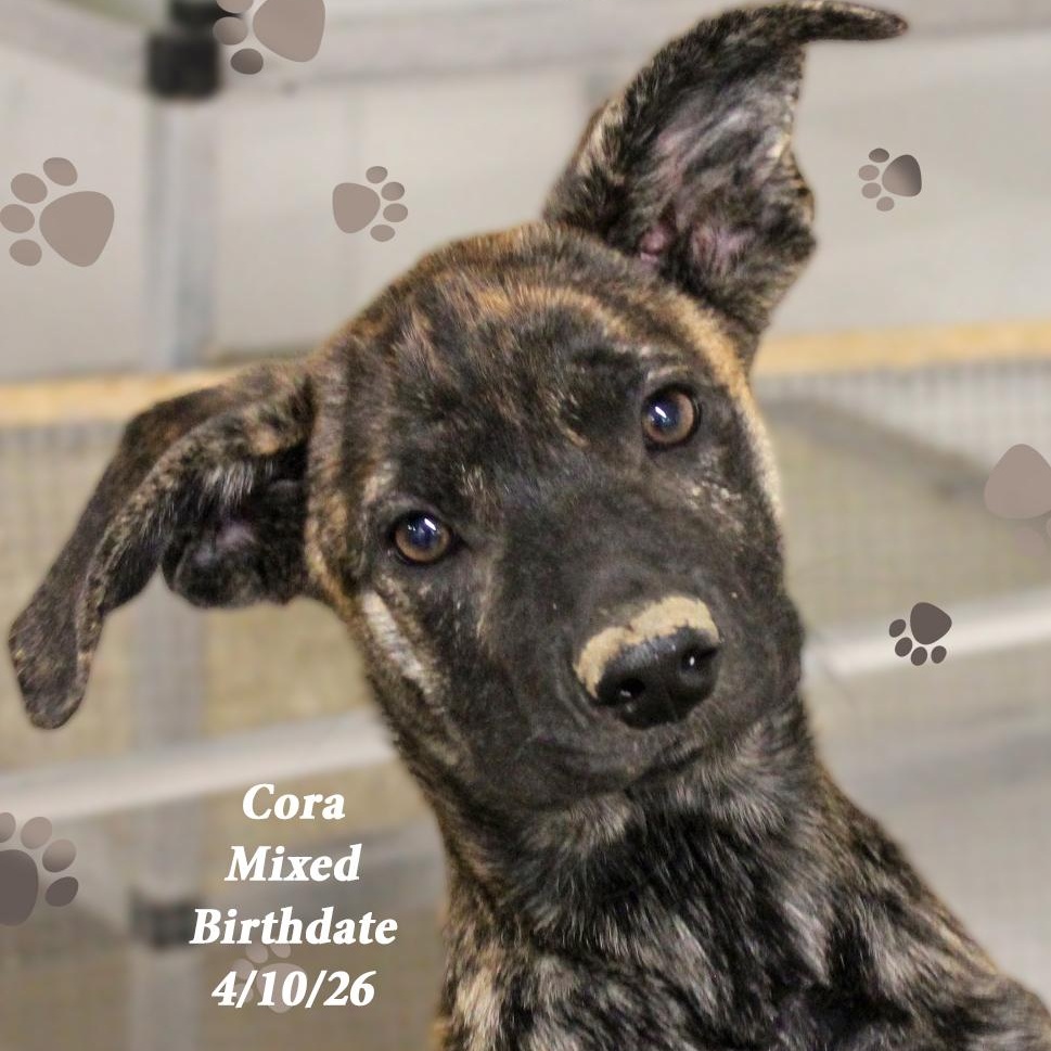 Cora, ADOPTABLE, Puppy Female Mixed Breed.