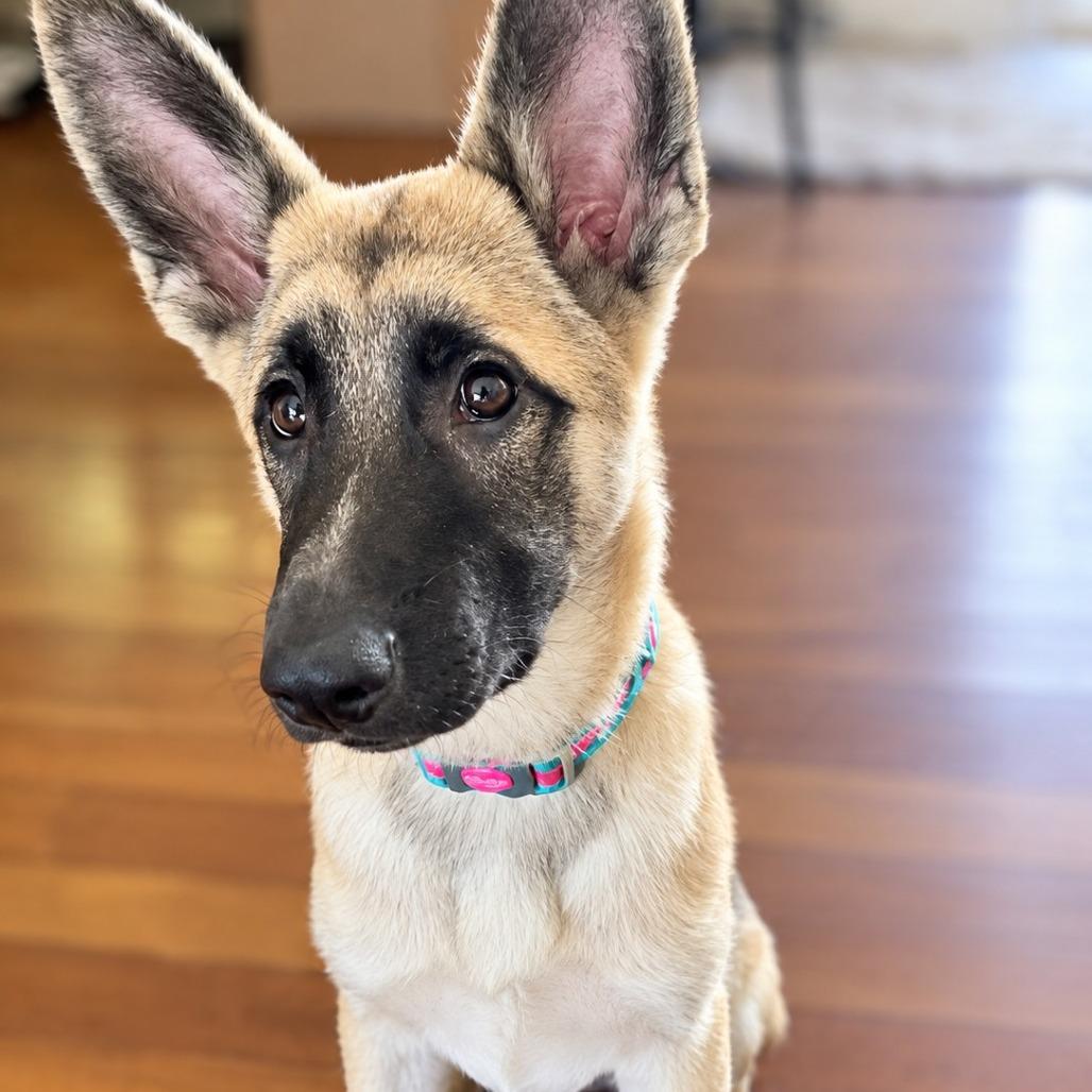 Jesse, Adoptable, Puppy Female German Shepherd Dog & Akita.