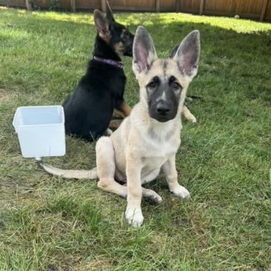 Enlarge Jesse, a Adoptable mixed breed in Van Horne, IA image 2/6