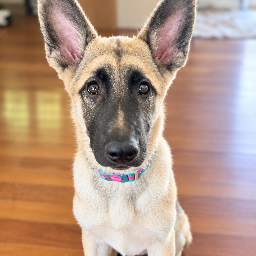 Enlarge Jesse, a Adoptable mixed breed in Van Horne, IA image 6/6
