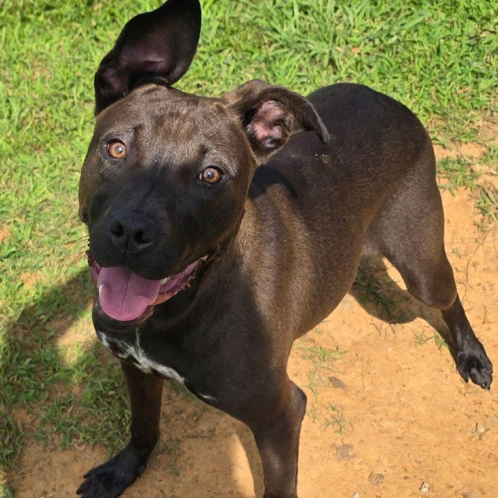 Sable - 032507U, Adoptable, Young Female Terrier & Mixed Breed.
