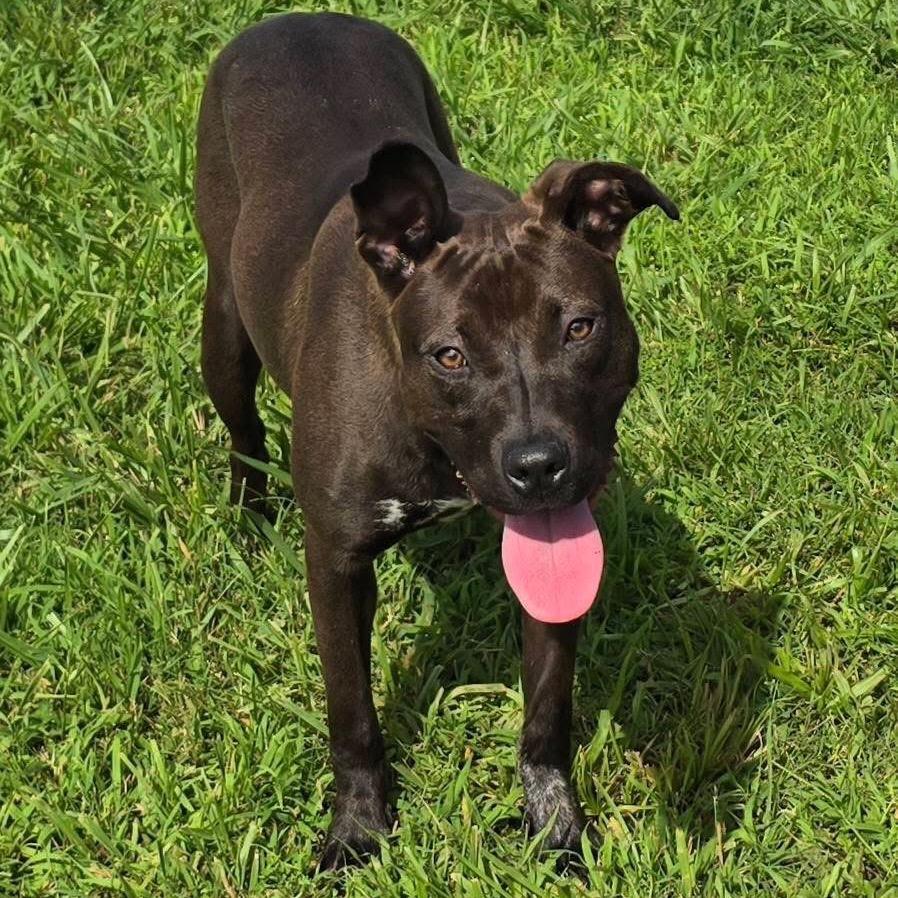 Sable - 032507U, a Adoptable mixed breed in Tupelo, MS image 2/5